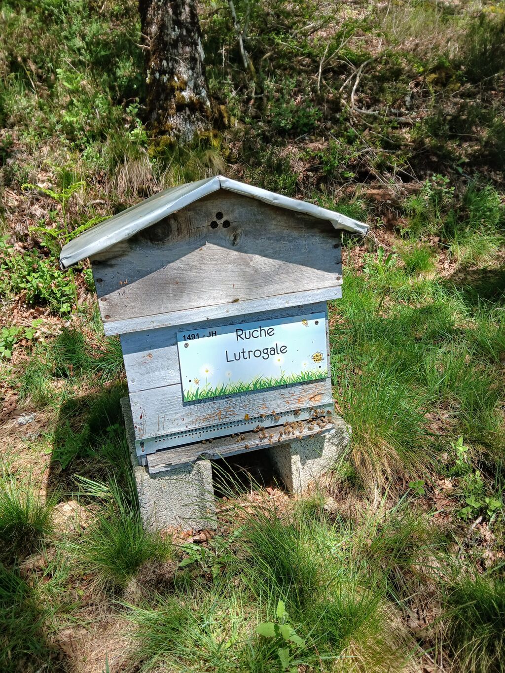 La ruche Lutrogale