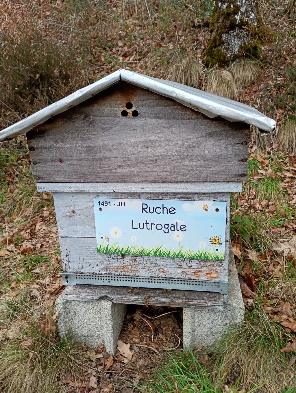 La ruche Lutrogale