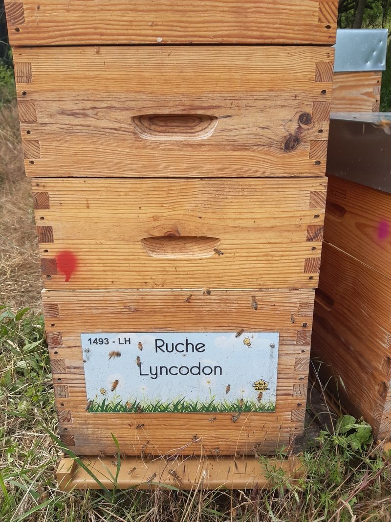 La ruche Lyncodon