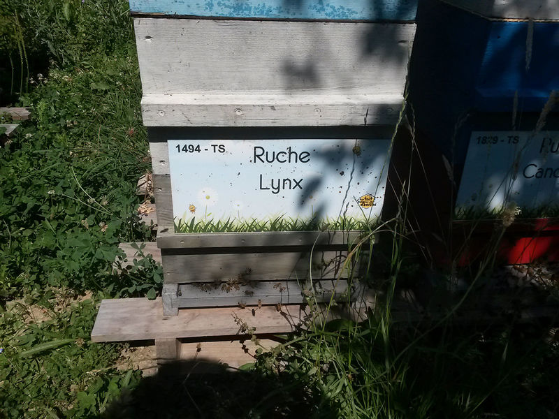 La ruche Lynx