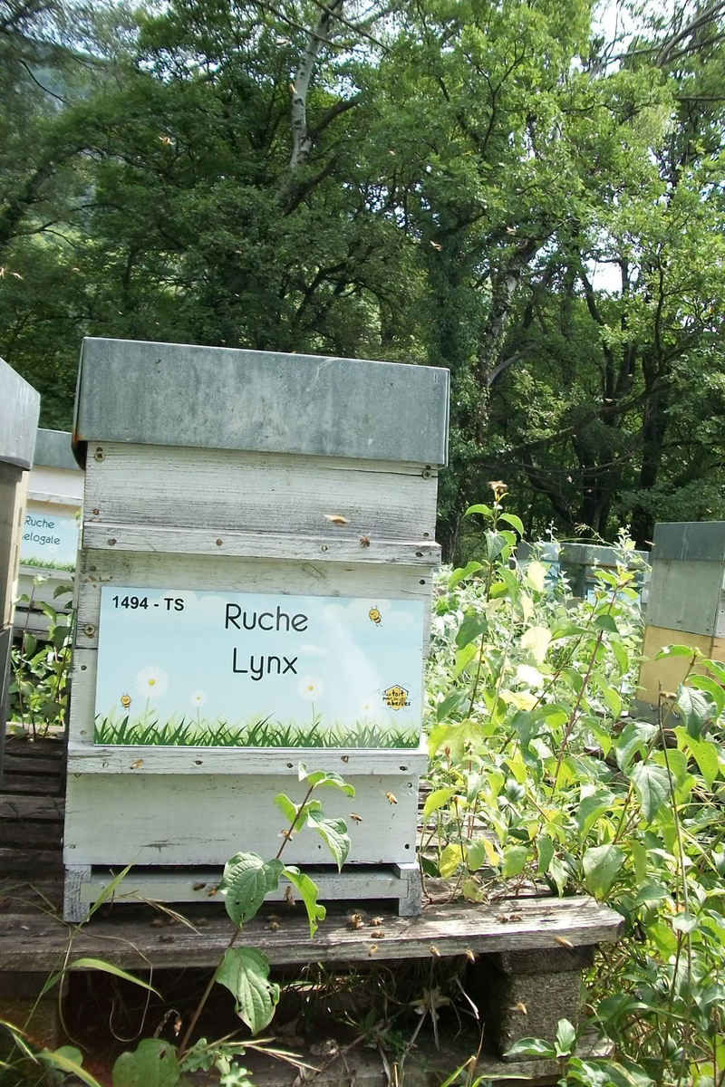La ruche Lynx