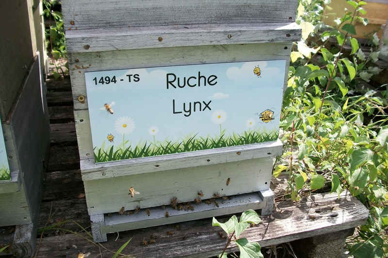 La ruche Lynx