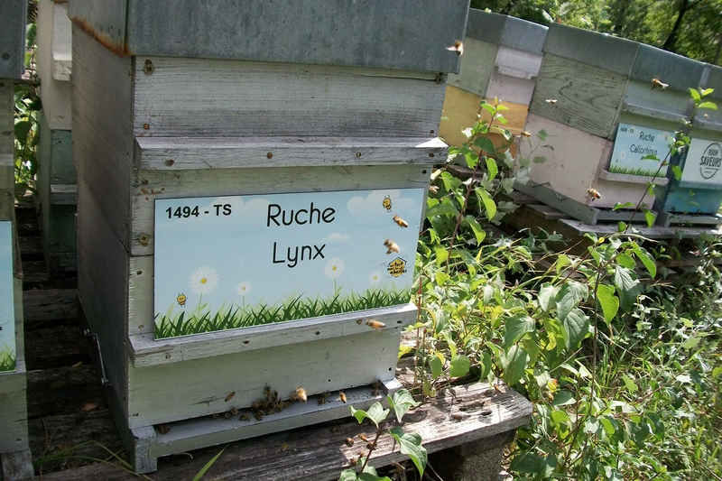La ruche Lynx