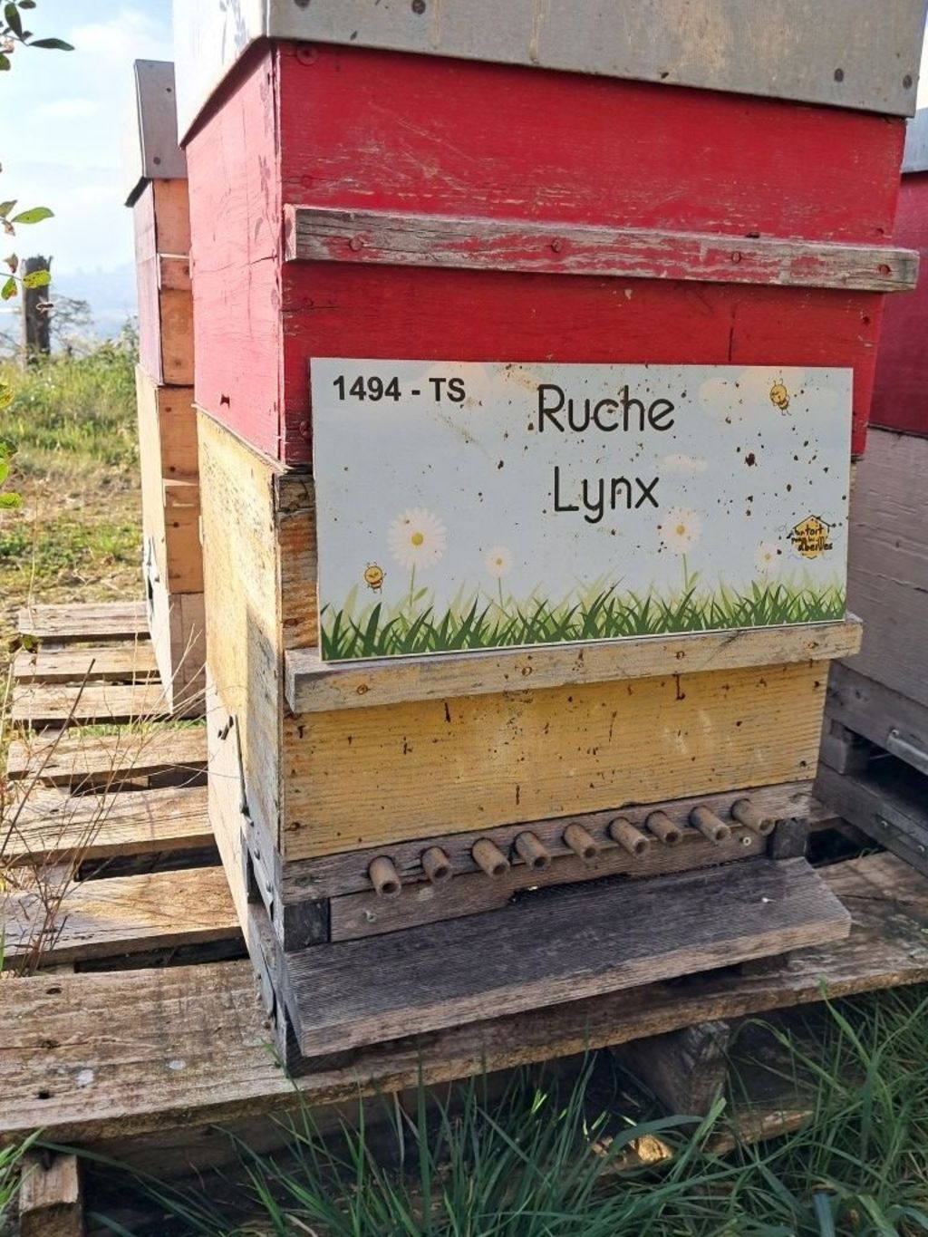 La ruche Lynx