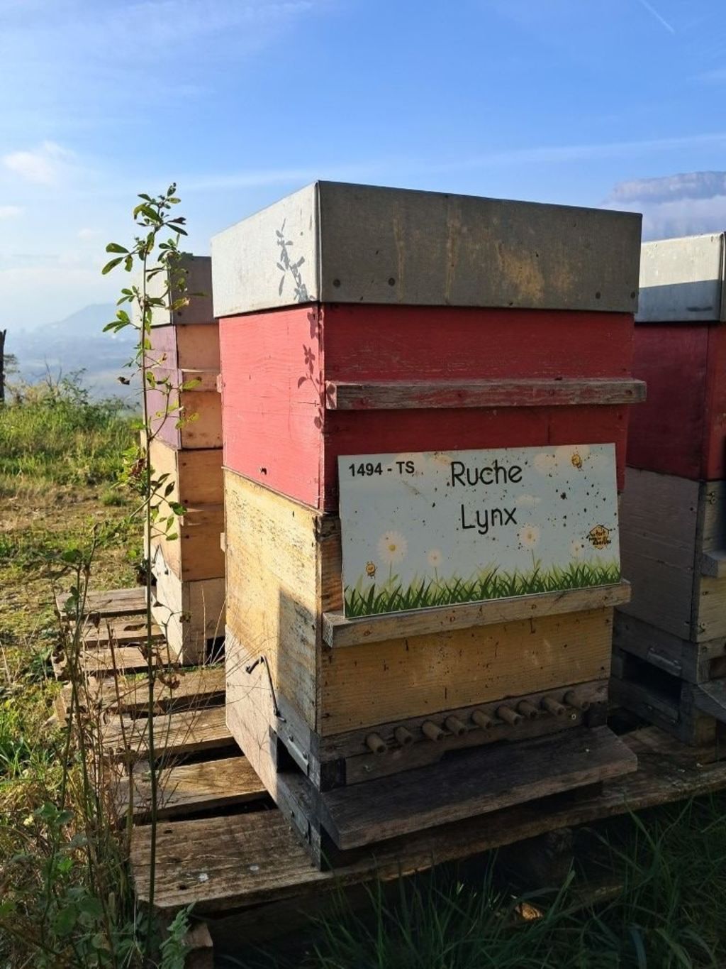 La ruche Lynx
