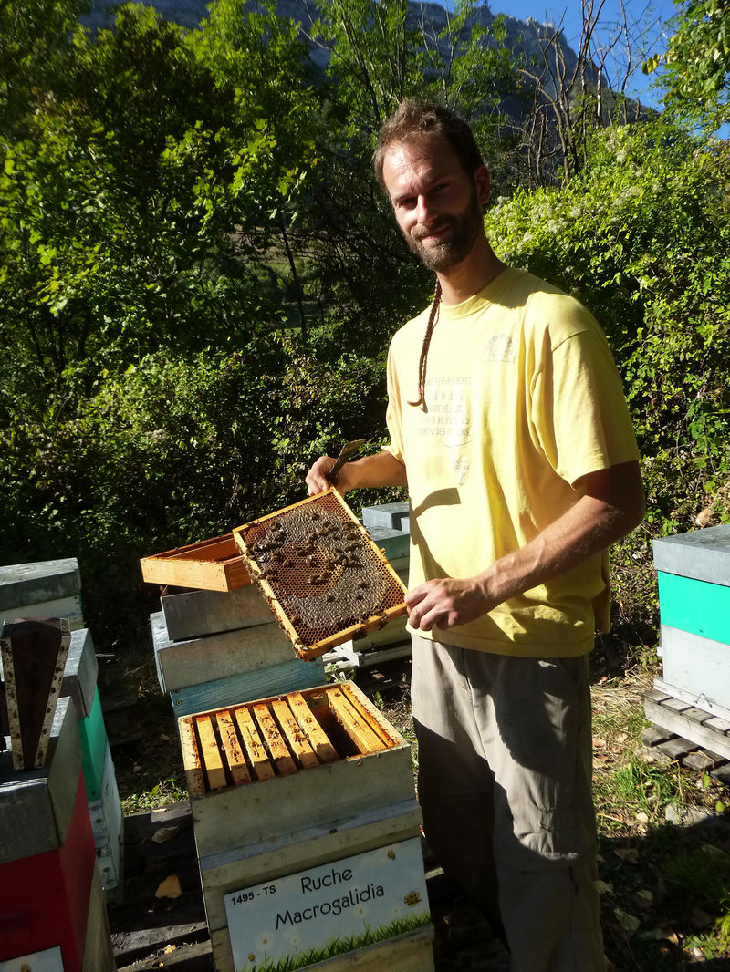 La ruche Macrogalidia