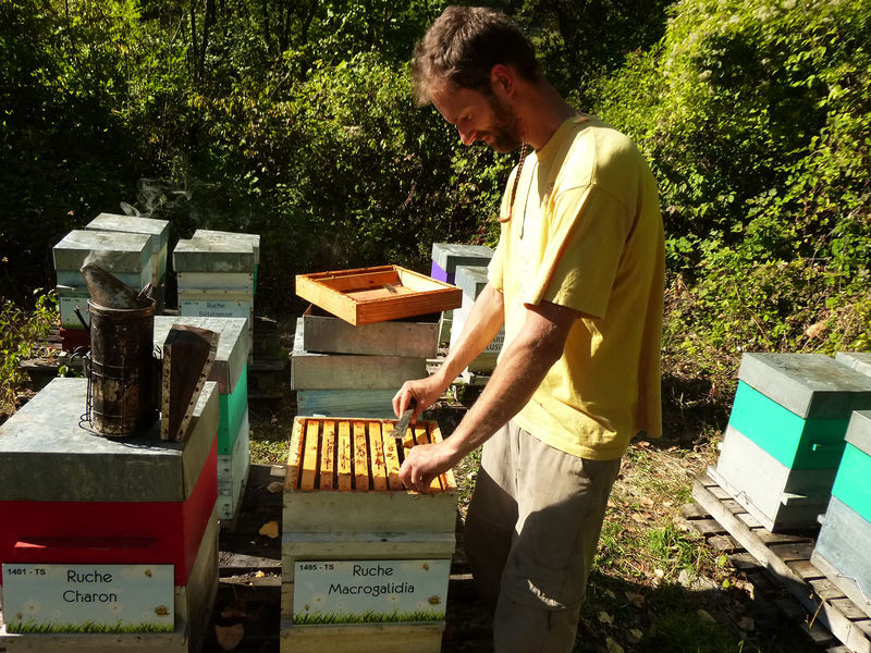 La ruche Macrogalidia