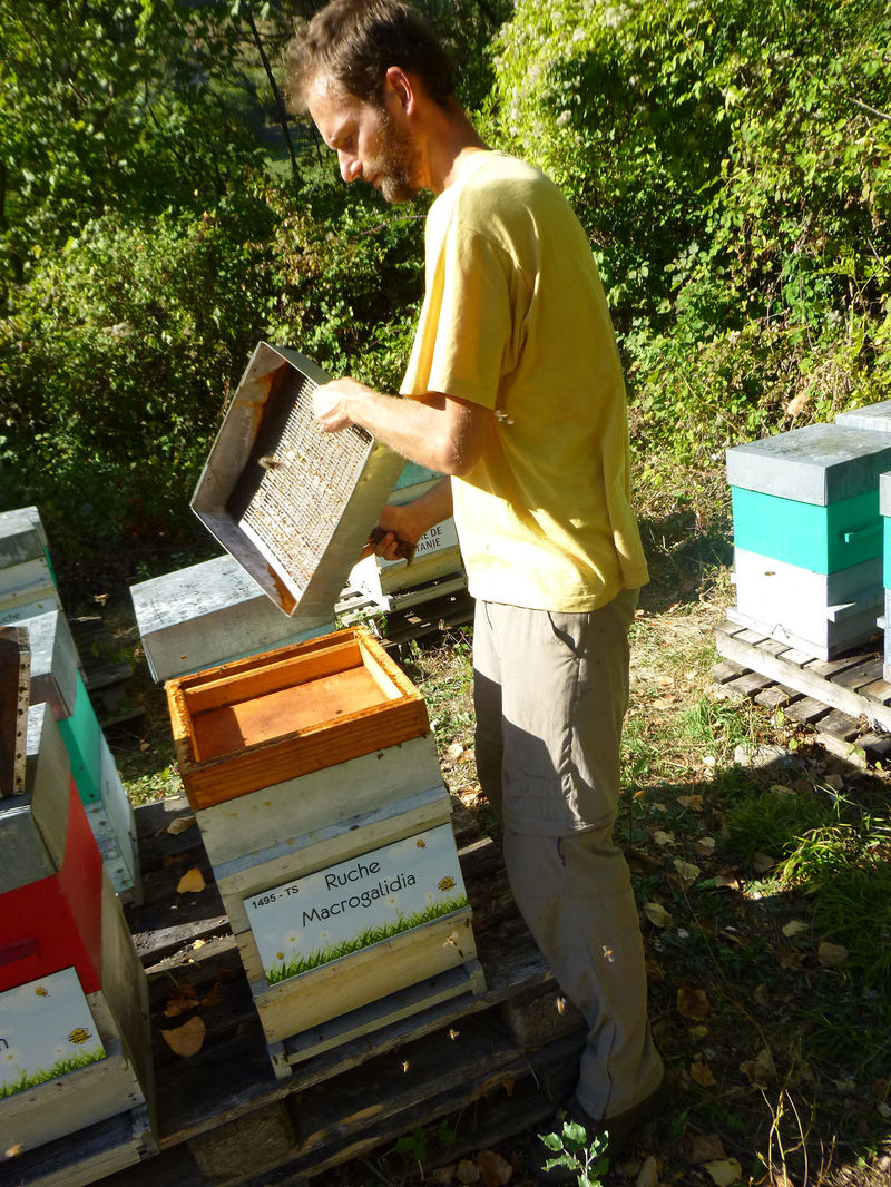 La ruche Macrogalidia