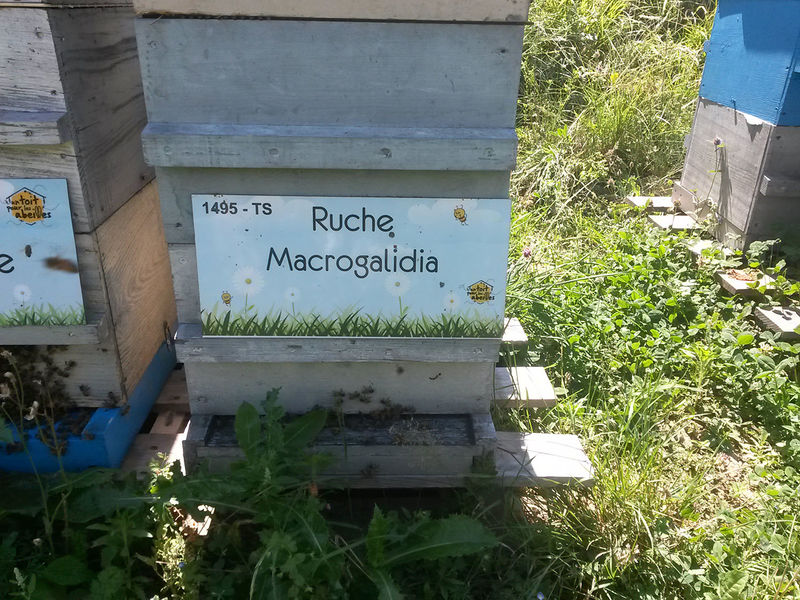 La ruche Macrogalidia
