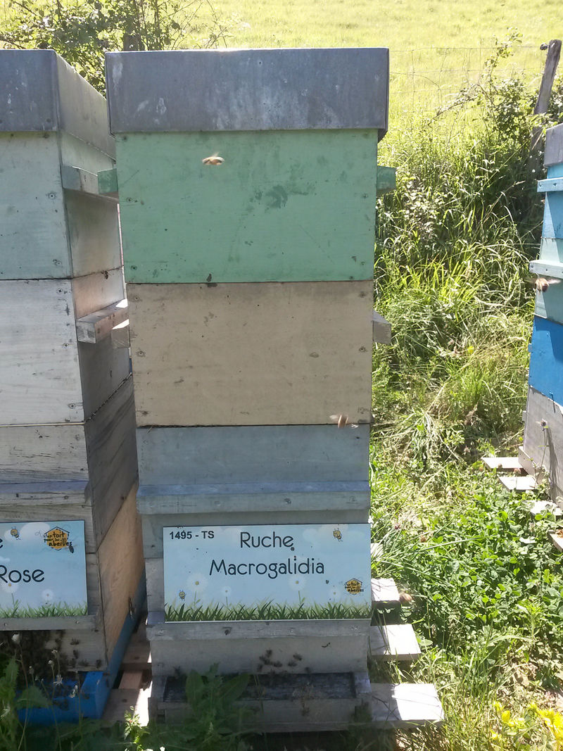 La ruche Macrogalidia