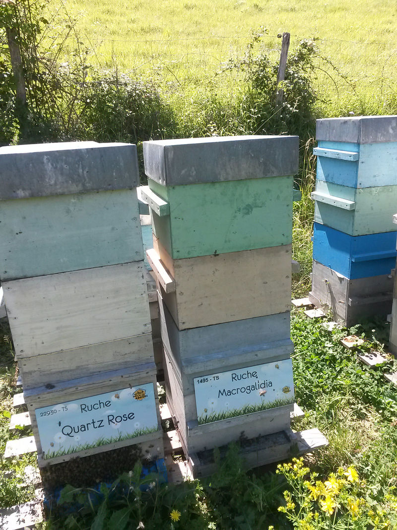 La ruche Macrogalidia