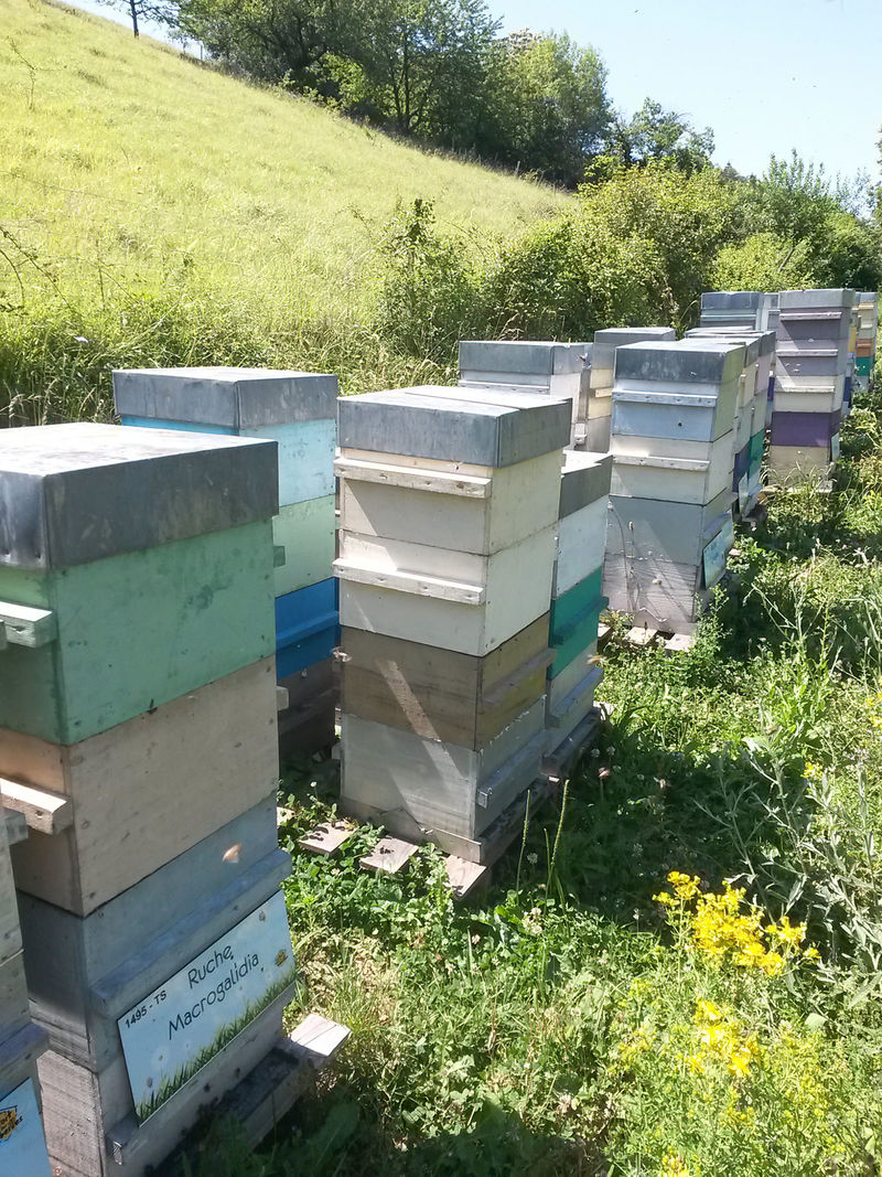 La ruche Macrogalidia