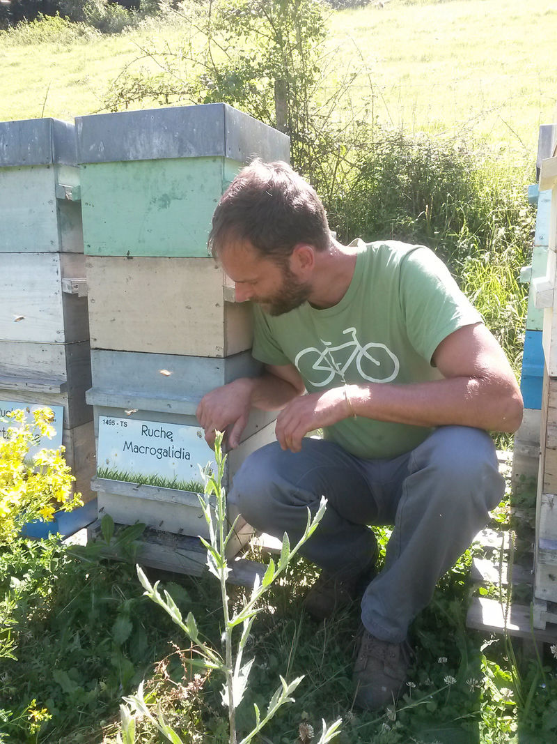 La ruche Macrogalidia