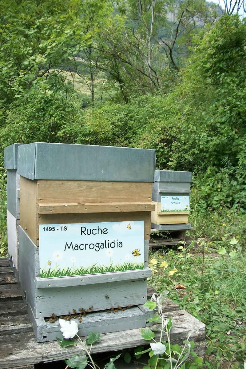 La ruche Macrogalidia