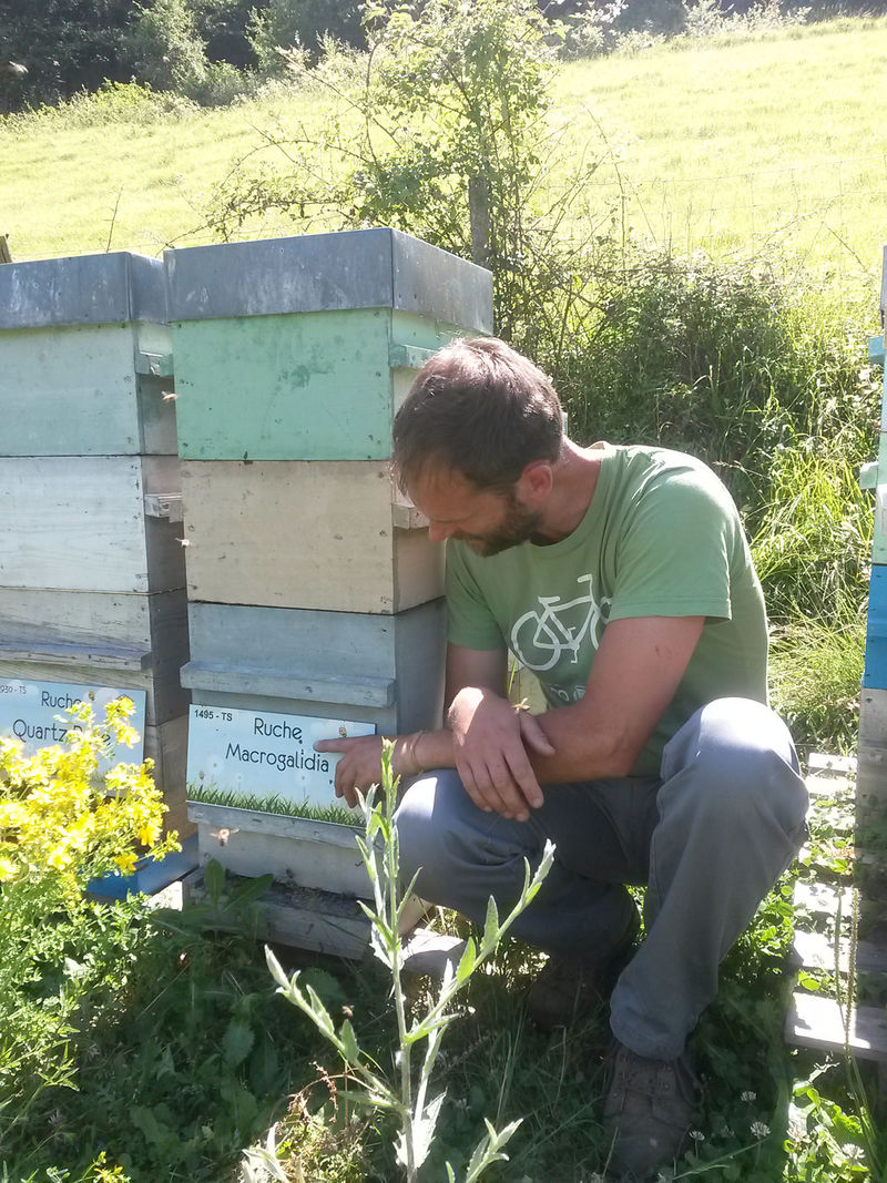 La ruche Macrogalidia