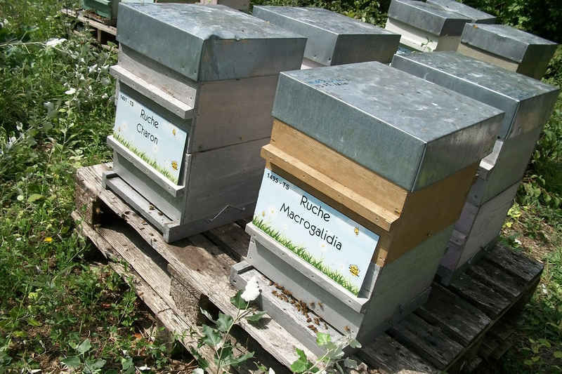 La ruche Macrogalidia