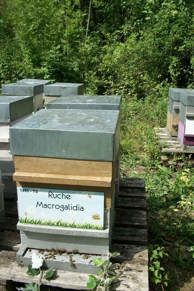 La ruche Macrogalidia