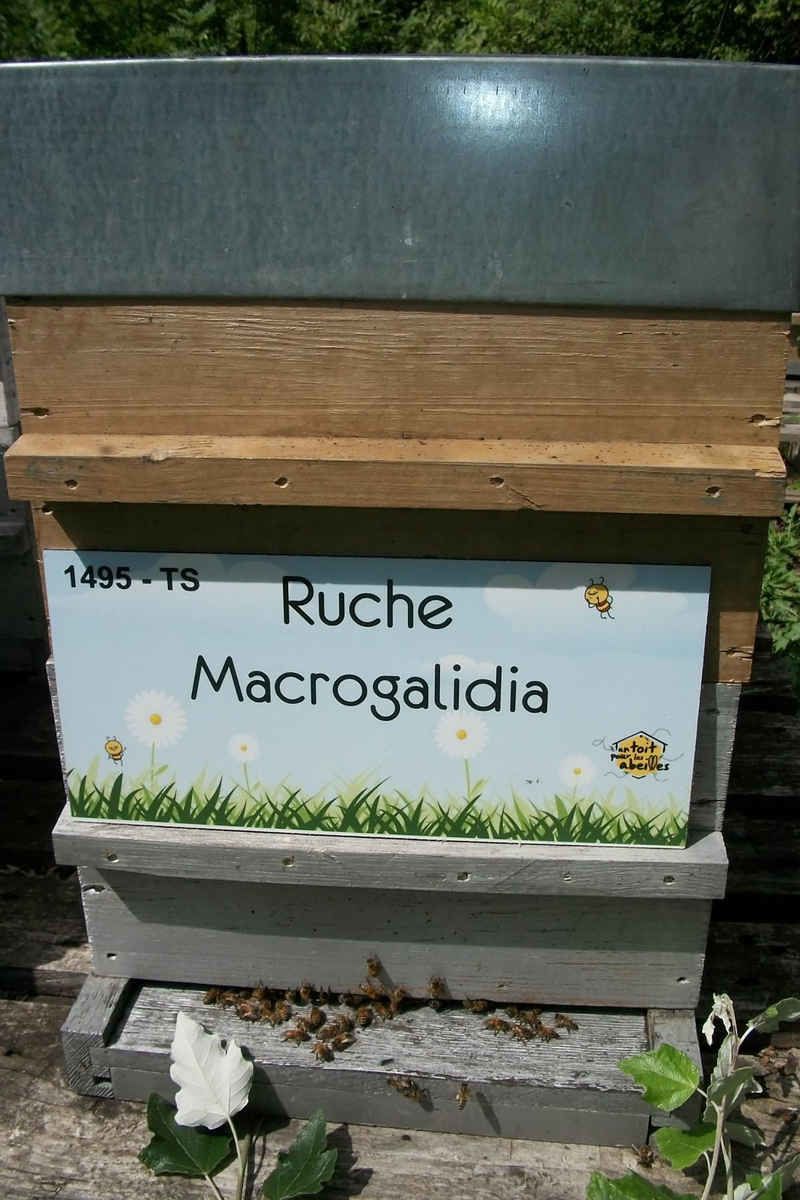 La ruche Macrogalidia