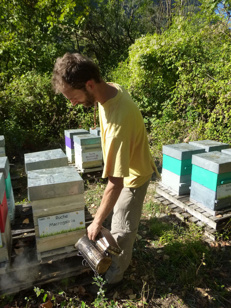 La ruche Macrogalidia