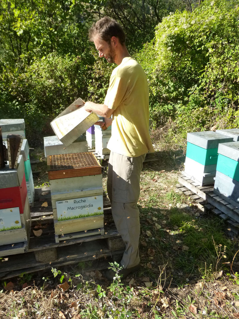 La ruche Macrogalidia