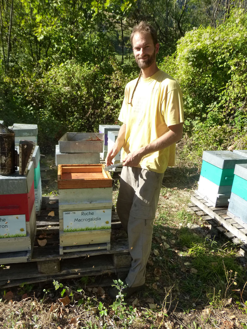 La ruche Macrogalidia