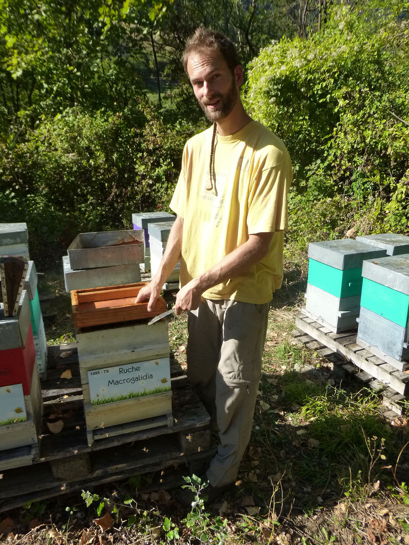 La ruche Macrogalidia