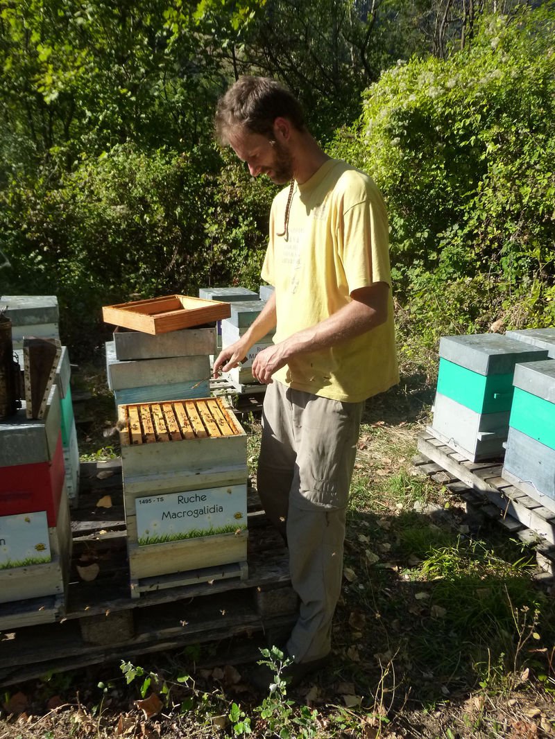 La ruche Macrogalidia