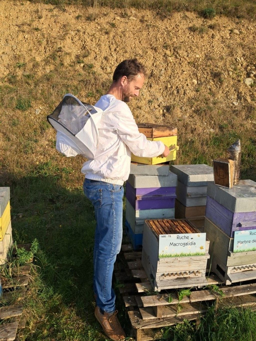 La ruche Macrogalidia