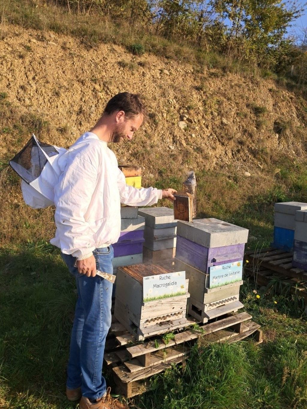 La ruche Macrogalidia