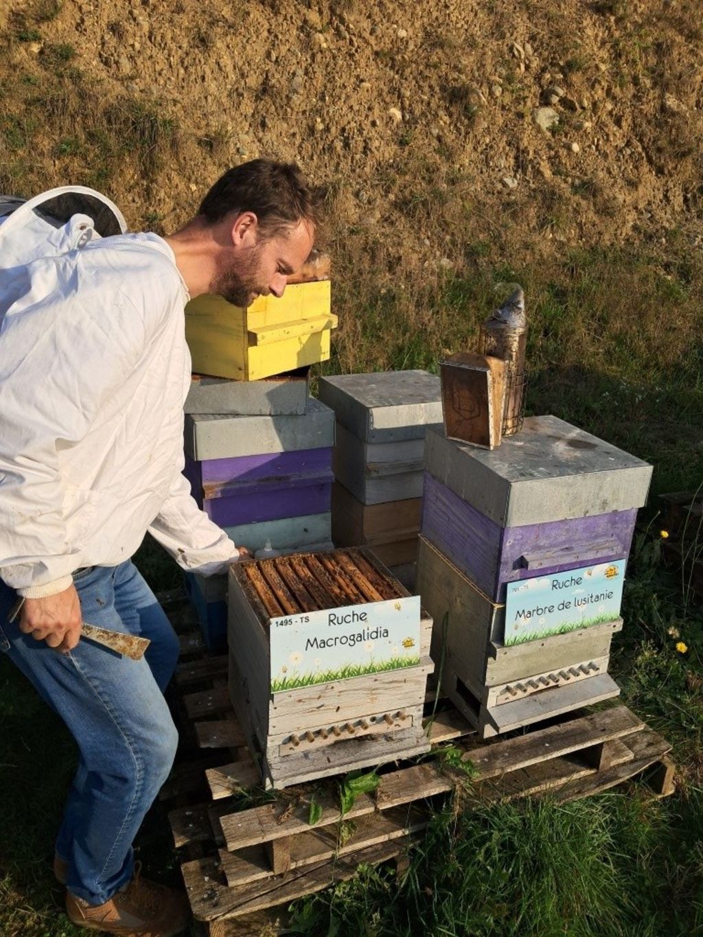 La ruche Macrogalidia