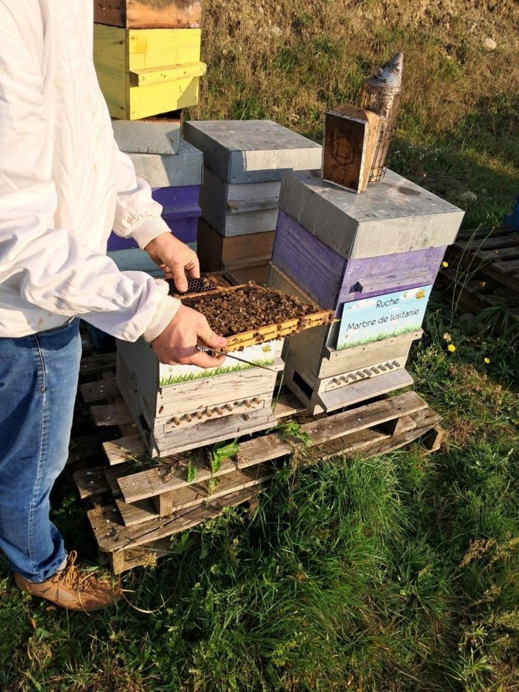 La ruche Macrogalidia