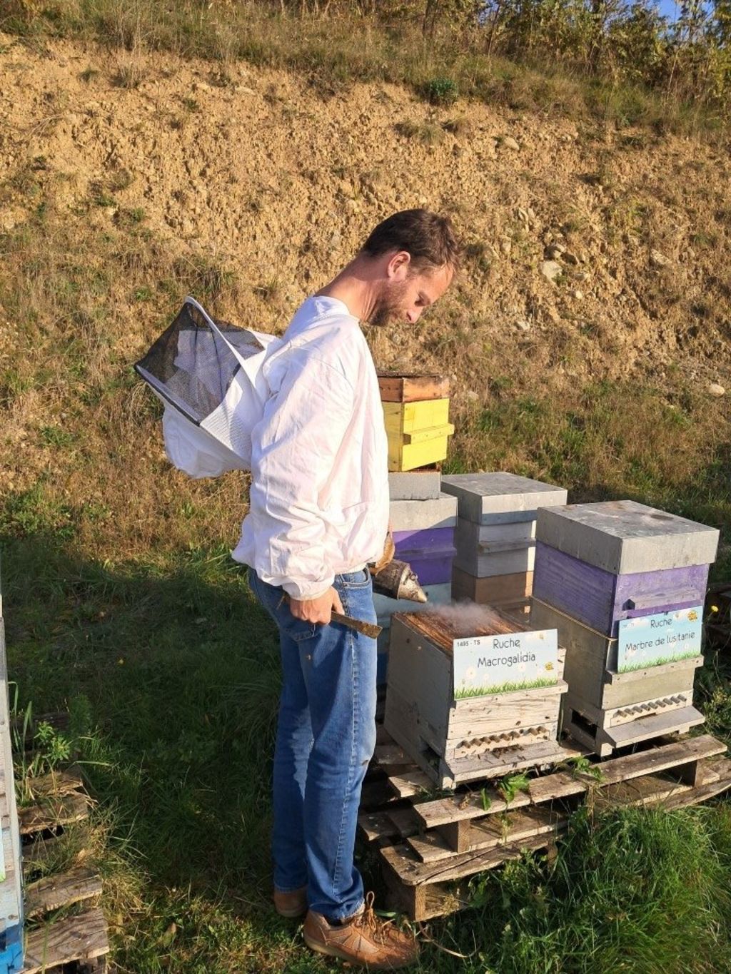 La ruche Macrogalidia