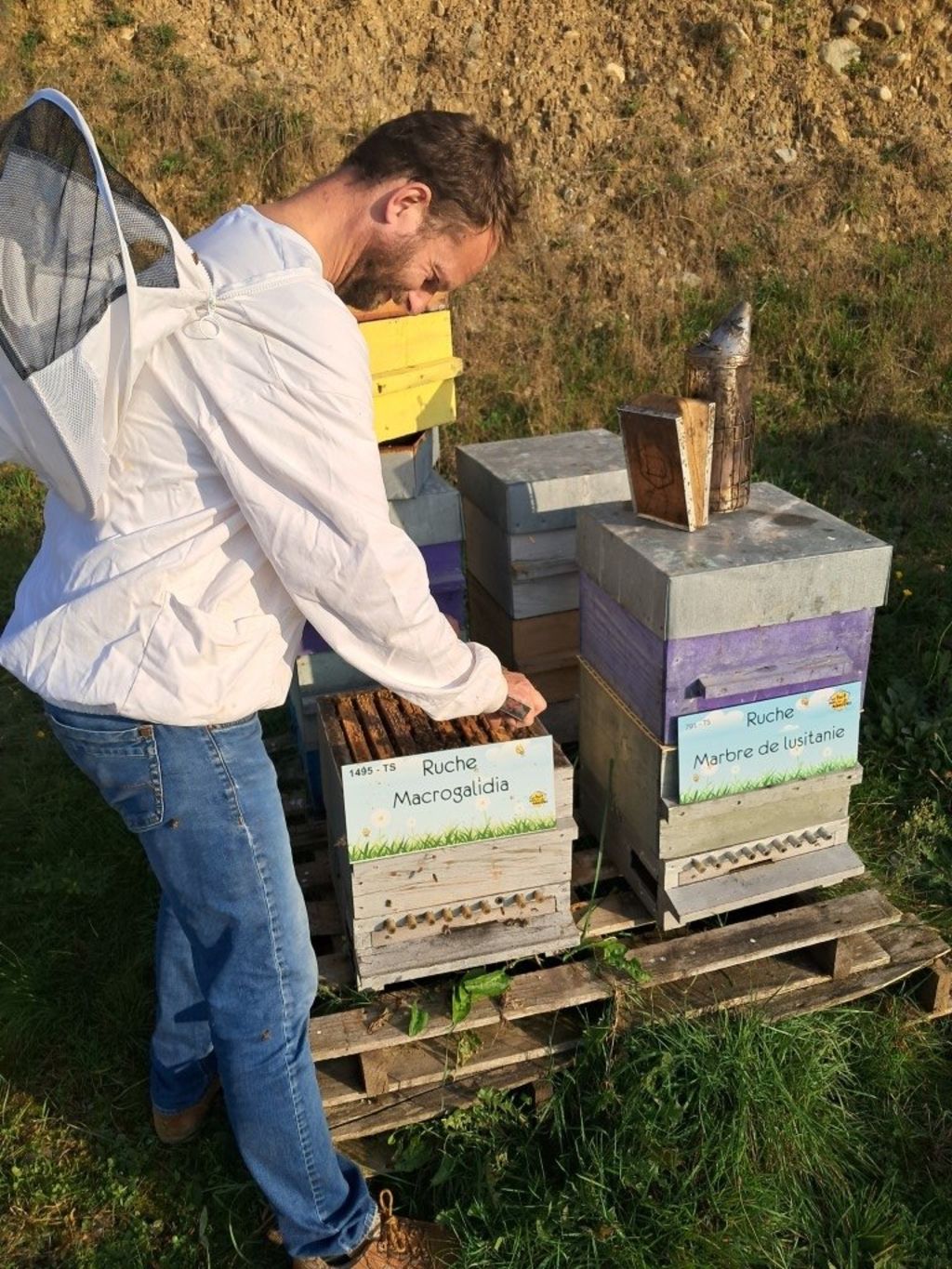 La ruche Macrogalidia