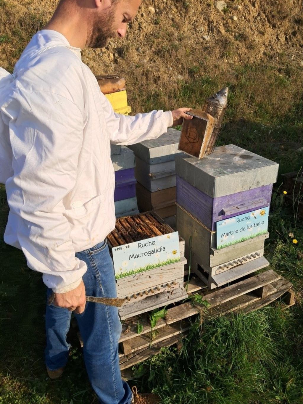 La ruche Macrogalidia