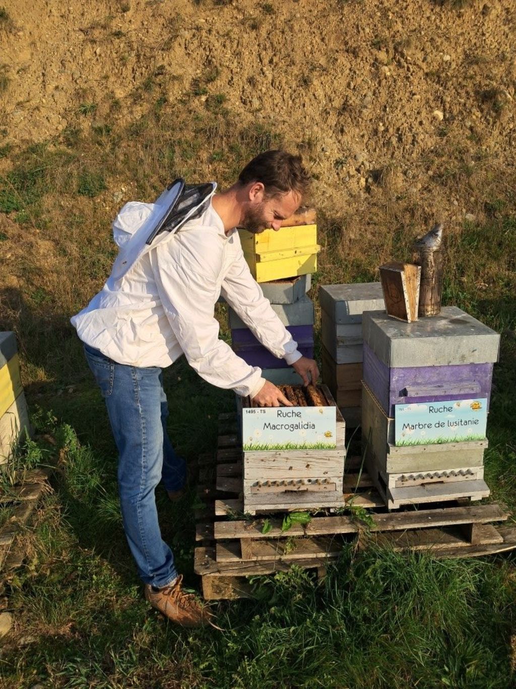 La ruche Macrogalidia