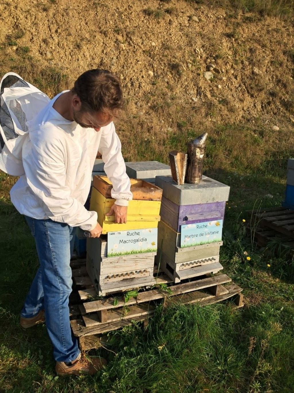 La ruche Macrogalidia