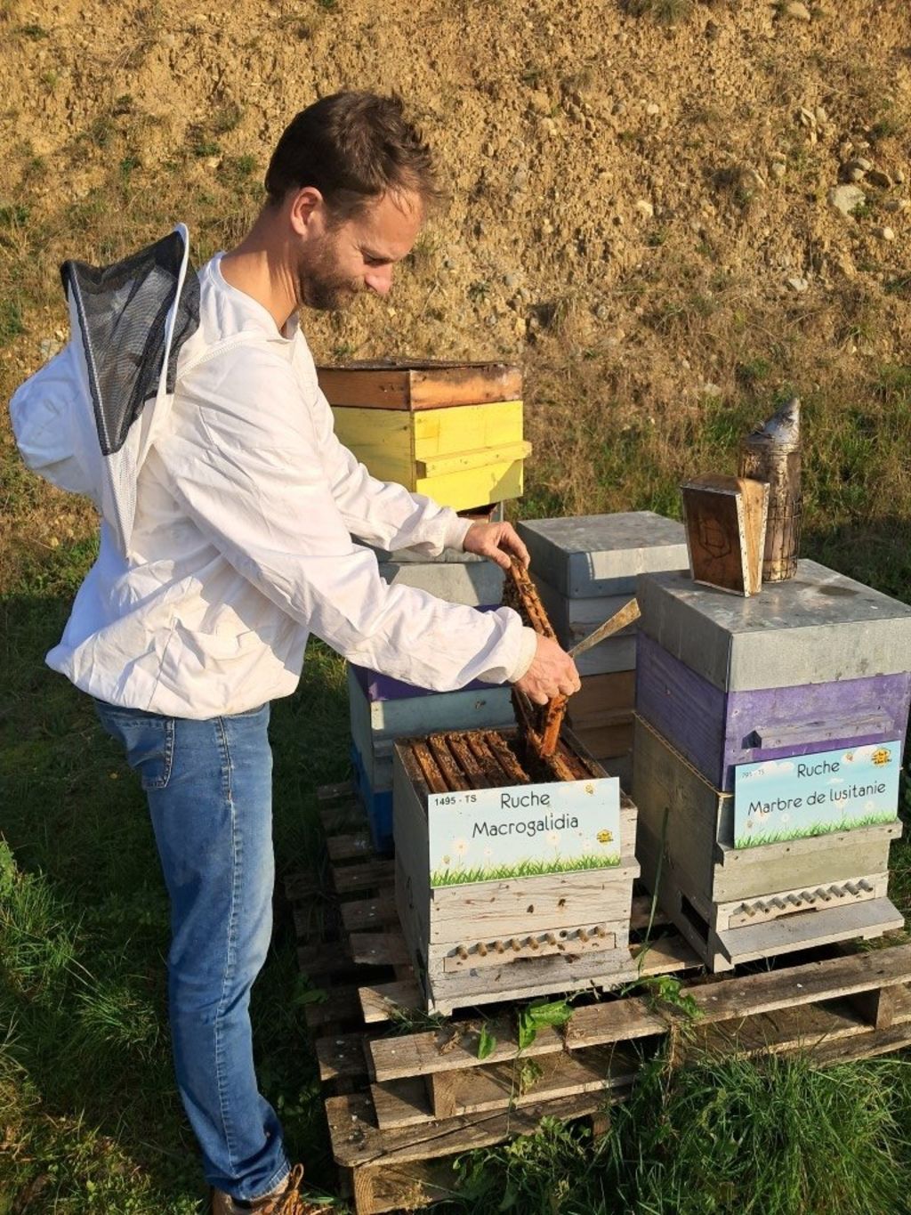 La ruche Macrogalidia