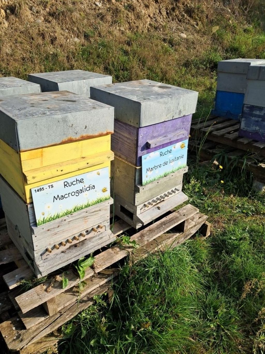 La ruche Macrogalidia