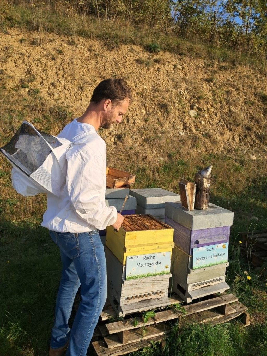 La ruche Macrogalidia