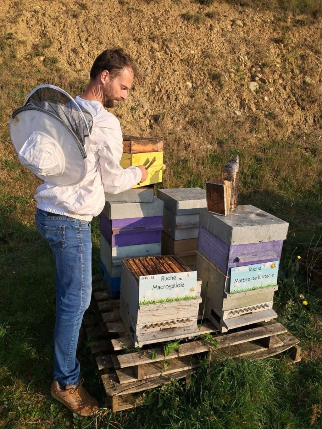 La ruche Macrogalidia