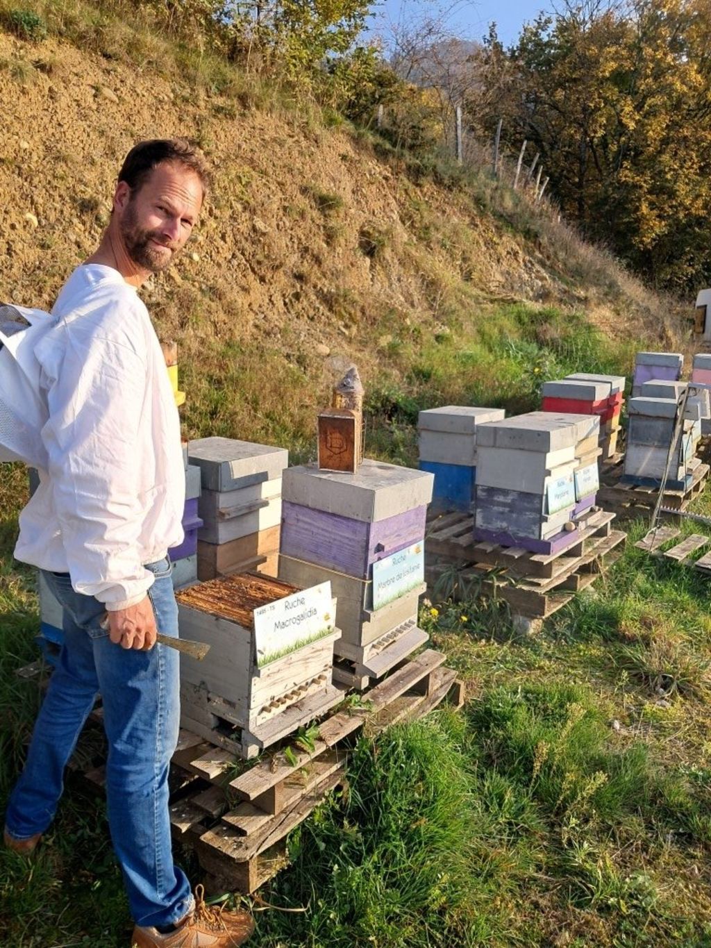 La ruche Macrogalidia