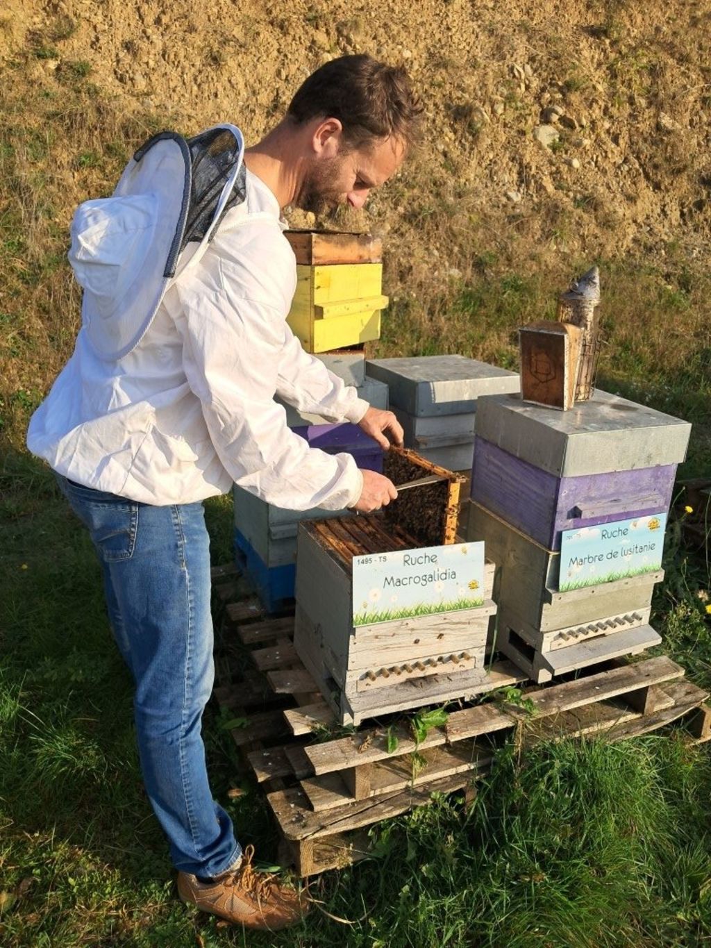 La ruche Macrogalidia