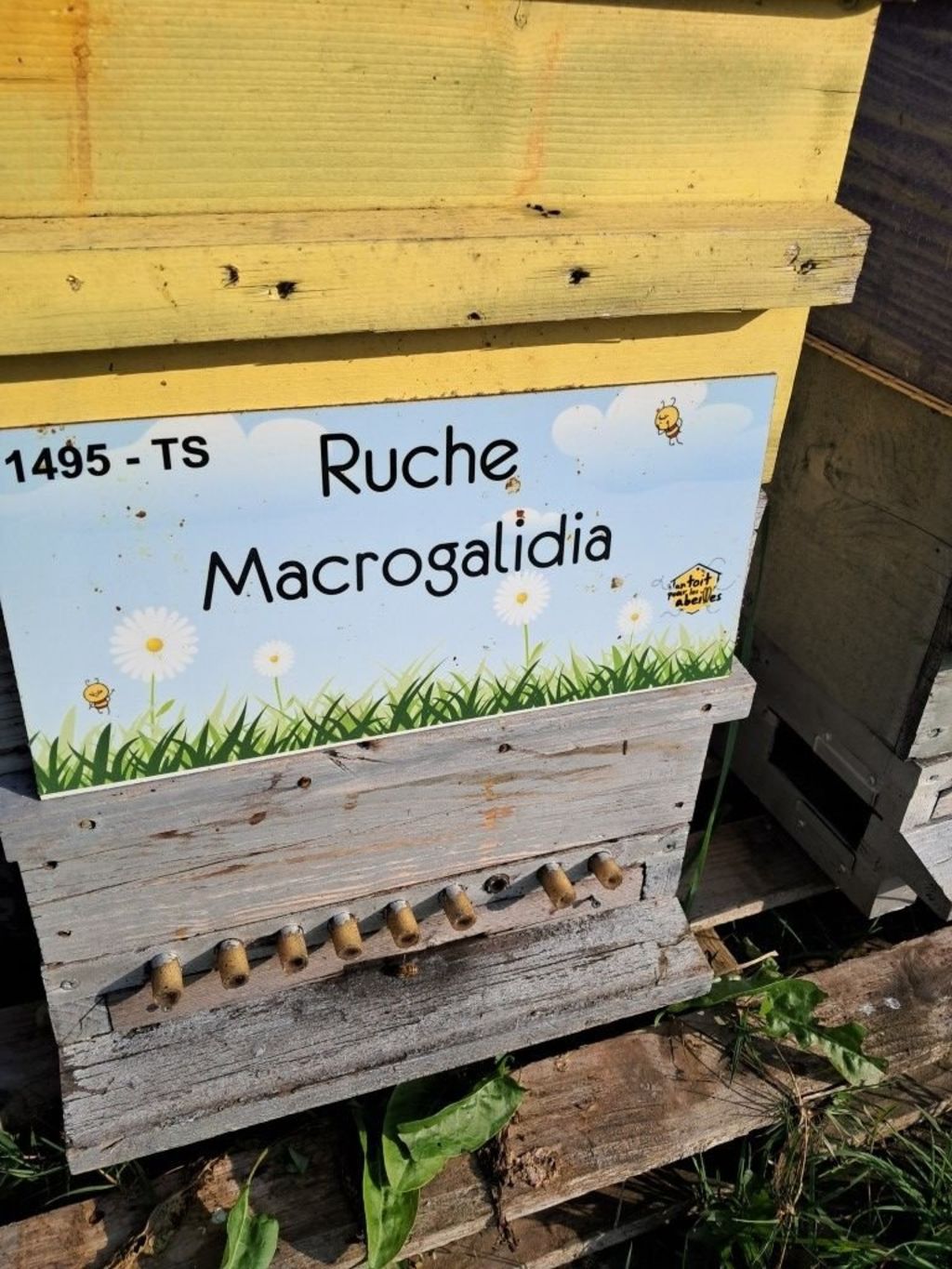 La ruche Macrogalidia