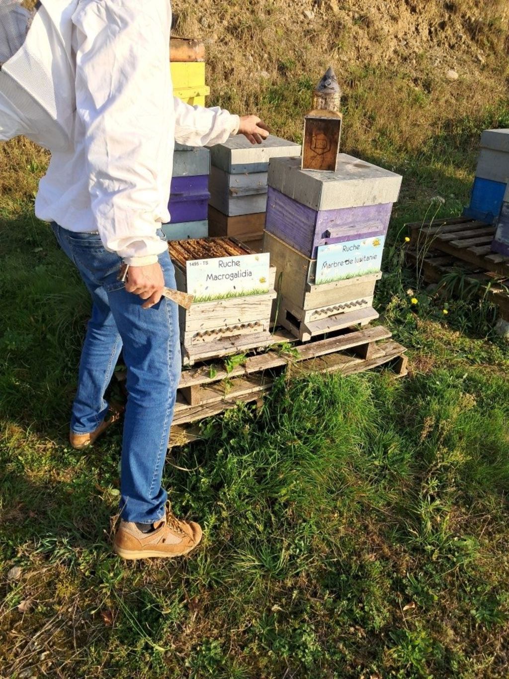 La ruche Macrogalidia