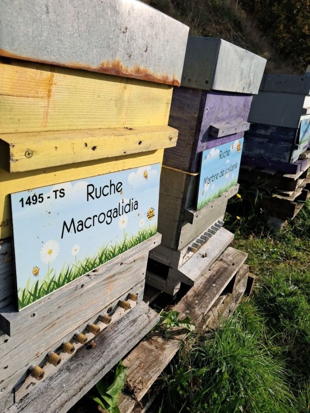 La ruche Macrogalidia