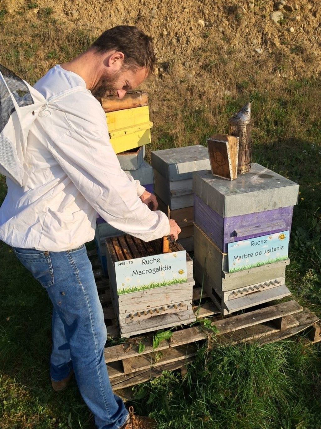 La ruche Macrogalidia