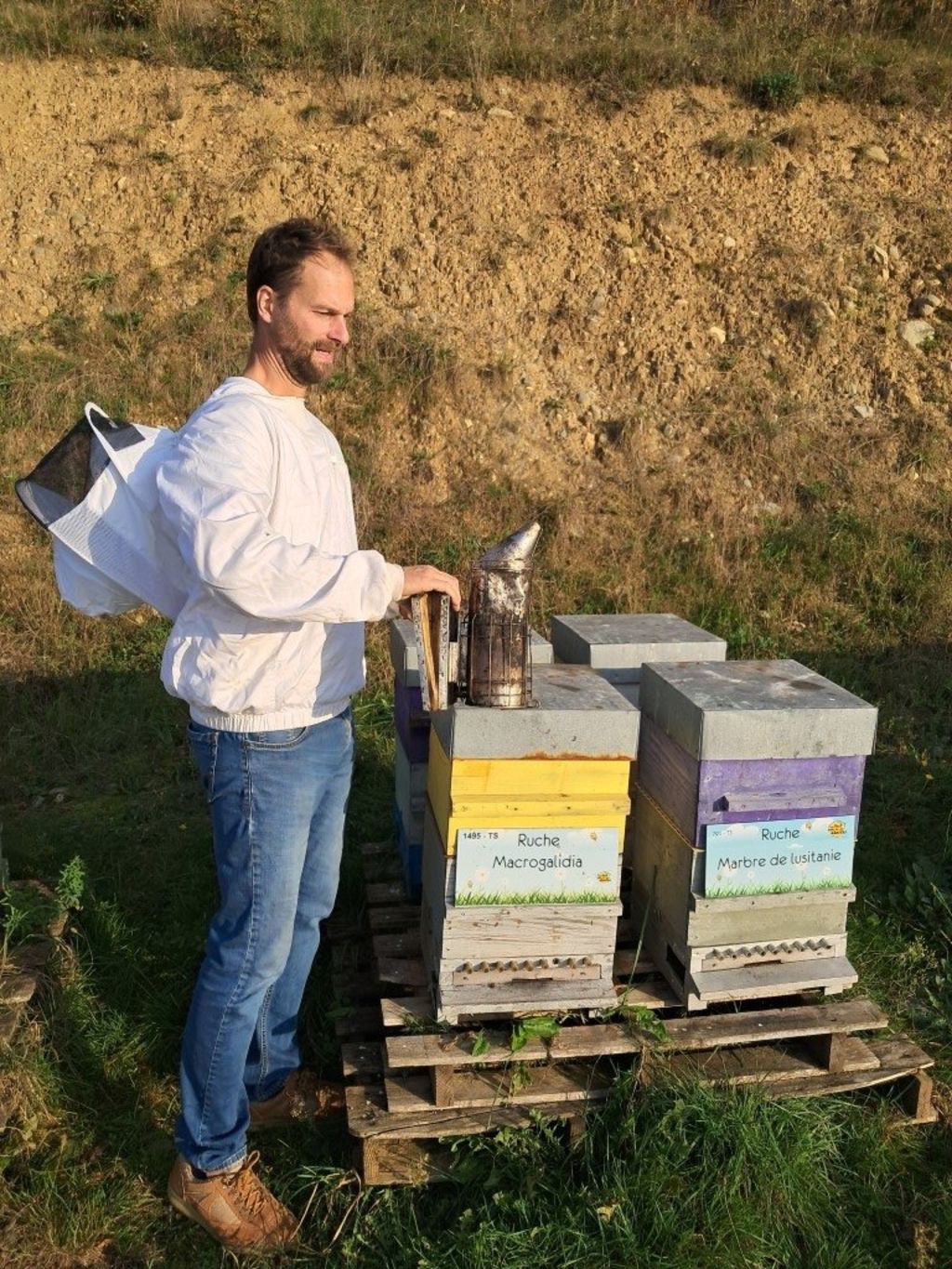 La ruche Macrogalidia