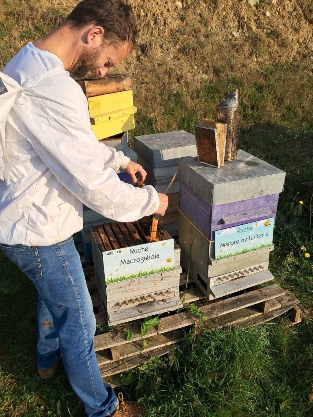 La ruche Macrogalidia