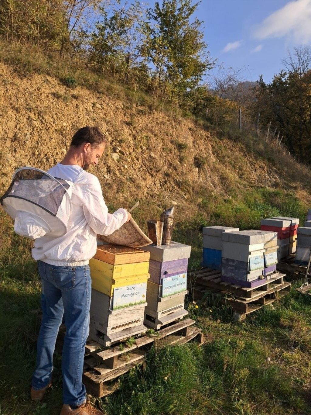 La ruche Macrogalidia