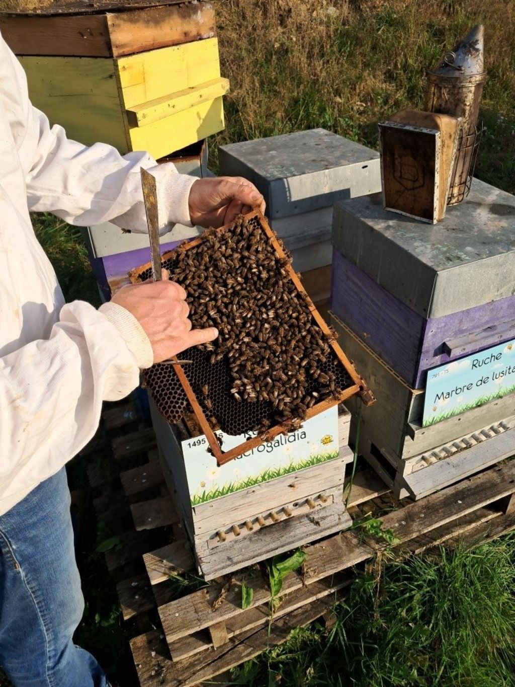 La ruche Macrogalidia